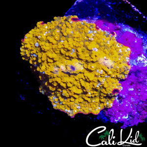 GOLDEN JAWBREAKER MUSHROOM