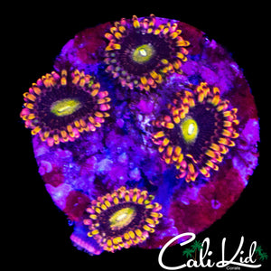 CK ANTI MATTER ZOA QUAD