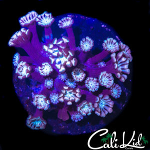 PASTEL ALVEOPORA