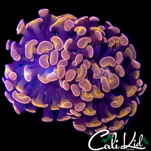 PURPLE/GOLD BRANCHING HAMMER