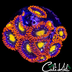 ASSORTED ZOA MINI COLONY