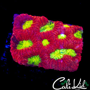 ULTRA SPECKLED FAVIA