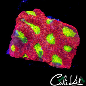 ULTRA SPECKLED FAVIA
