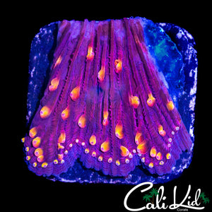 RAINBOW DIASERIS
