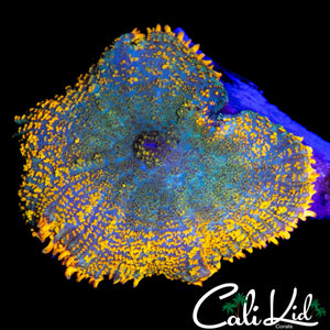 LARGE RAINBOW RIM RHODACTIS