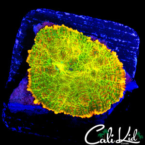 TEQUILA SUNRISE MUSHROOM