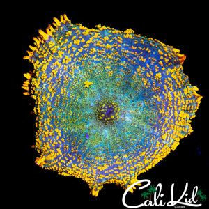 LARGE RAINBOW RIM RHODACTIS