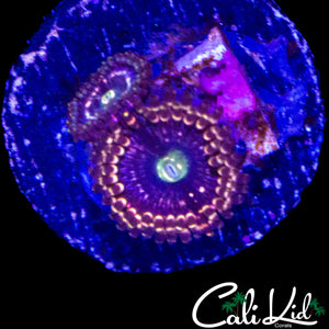 C2C INTERSTELLAR ZOA DOUBLE