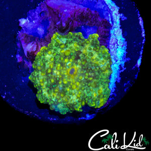 WART SKIN DISCO MUSHROOM