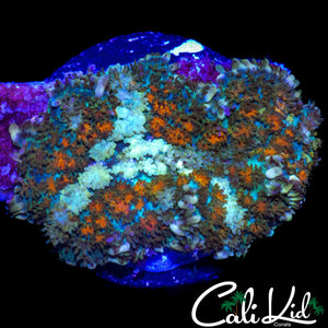 XL WHITE STAR PIN CUSHION SHROOM