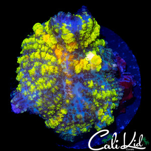 CK UNRELEASED BOUNCE MUSHROOM