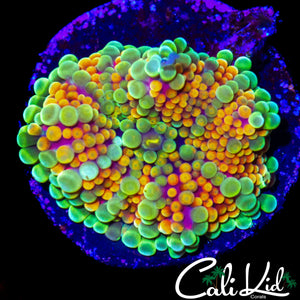 CK ACID TRIP MUSHROOM