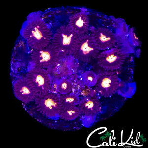 MYSTERY ZOA COLONY