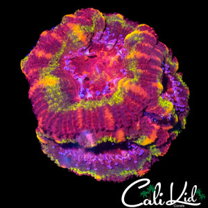 BLACK HOLE SUN MORPH ACAN TRIPLE