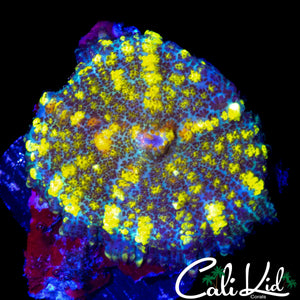 CK UNRELEASED BOUNCE MUSHROOM