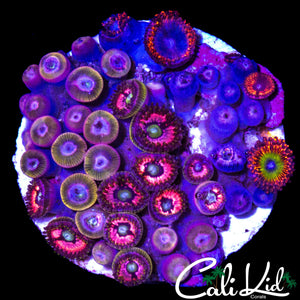 SURPRISE ASSORTED ZOA COLONY