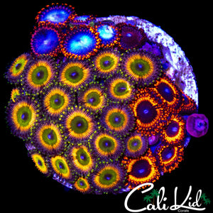 ASSORTED ZOA COLONY