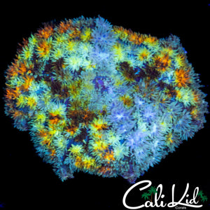 XL RAINBOW PERSIAN RUG SHROOM