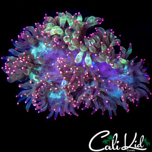 HYPER PINK TIP ELEGANCE (BASEBALL SIZE)