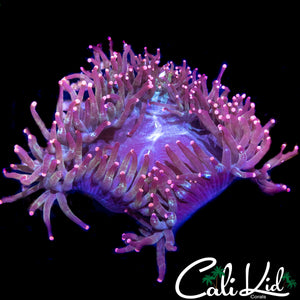 CK BLUE MAGOO ELEGANCE