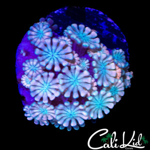 PASTEL ALVEOPORA