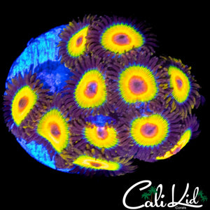 RASTA ZOA MINI COLONY