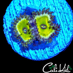 MYSTERY ZOA DOUBLE