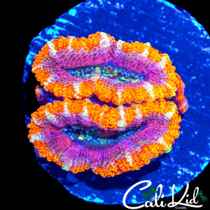CHERRY LIPS ACAN DOUBLE