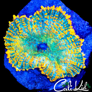 LARGE SUNKIST RHODACTIS