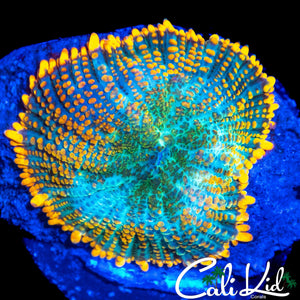 LARGE SUNKIST RHODACTIS