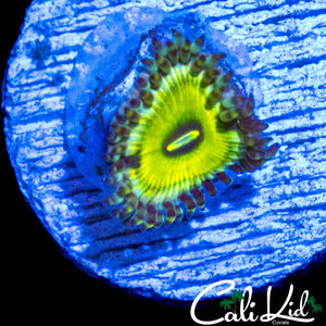 MYSTERY ZOA DOUBLE