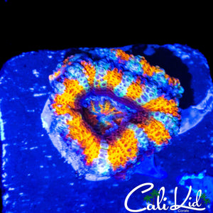 TIGER STRIPE ACAN TRIPLE