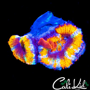 INSANE RAINBOW ACAN DOUBLE