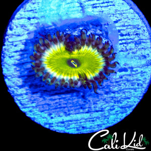 MYSTERY ZOA
