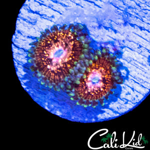 AQUACULTURED CK UNRELEASED ZOA DOUBLE