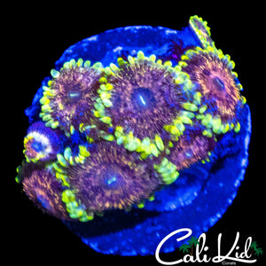 CK AOTP ZOA COLONY