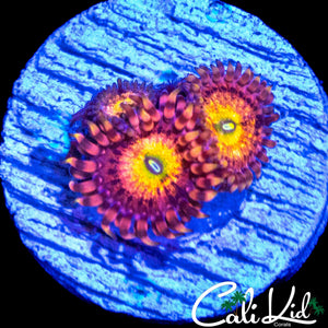 CHONG BONG ZOA MORPH TRIPLE