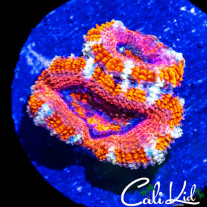 ULTRA WHITE STRIPE ACAN DOUBLE