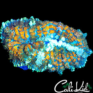 ULTIMATE RAINBOW PERSIAN RUG SHROOM