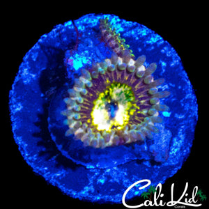 CK LG BOT ZOA DOUBLE *NEW RELEASE*
