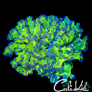 OG PURPLE / GREEN FROGSPAWN