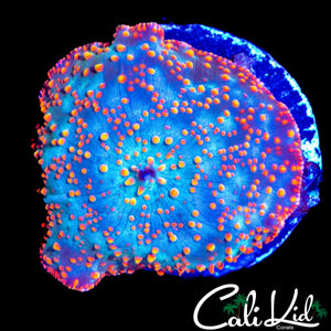 RAINBOW SPOTTED DISCO MUSHROOM