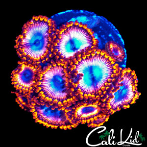 ULTRA FIRE ZOA MINI COLONY