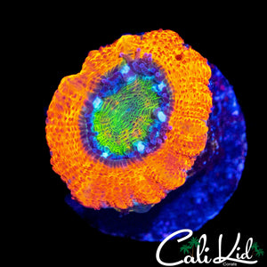 MYSTERY ACAN