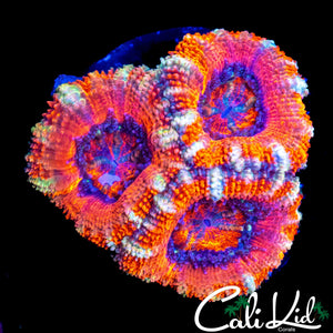 ULTRA ACAN TRIPLE