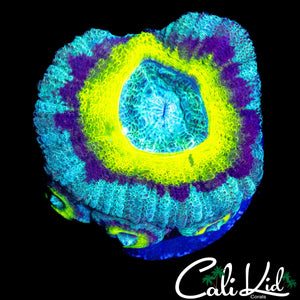 LEMON RING ACAN W/ BABIES