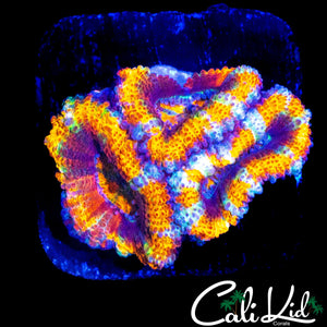 ULTIMATE RAINBOW ACAN TRIPLE