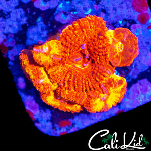 CK FLAMETHROWER ACAN CHUNK