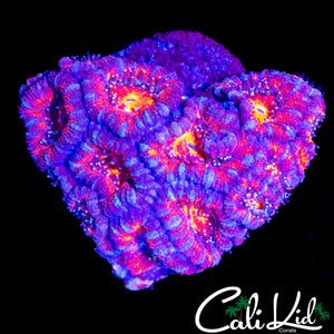 RAINBOW EYE ACAN COLONY