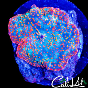 RAINBOW SPOTTED DISCO MUSHROOM